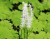 Show product details for Chionographis japonica